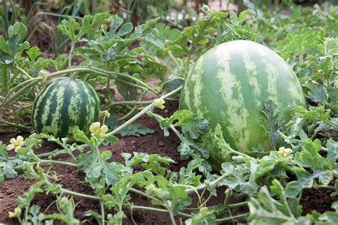 The Future of Emerald Watermelon: Groundbreaking Progress in Cultivation and Flavor
