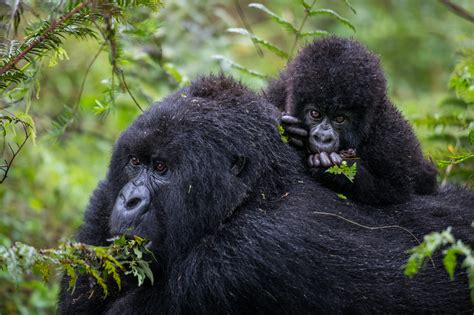 The Future of Gorilla Conservation: Hope and Challenges