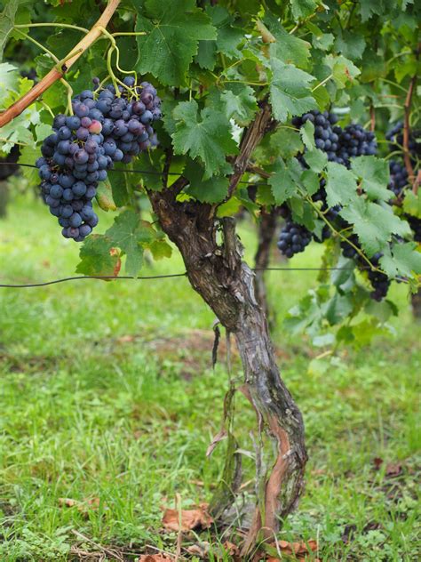 The Grape Tree as a Metaphor of Abundance