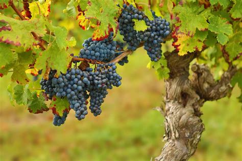 The Grape Tree in Mythology and Folklore