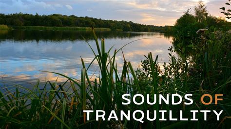 The Harmony of Nature: Appreciating the Tranquility of Natural Sounds