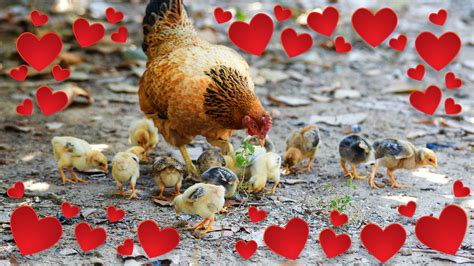 The Hen as a Symbol of Motherhood and Nurturing