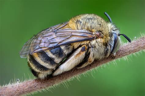 The Hidden Intruders: Insects and Sleep Deprivation