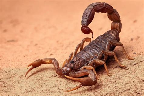 The Hidden Significance: Impact of Color and Size on Interpreting Crabs and Scorpions in Dreams