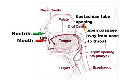 The Hidden Significance of Your Unobstructed Nasal Passageway Fantasies