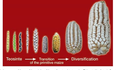 The History and Origins of Sauteed Maize