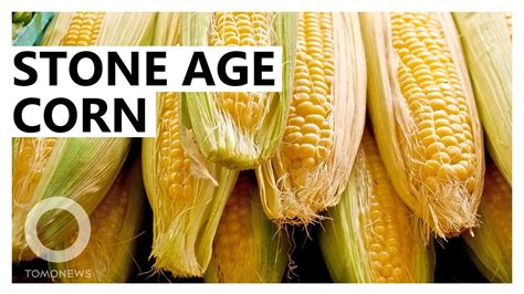 The History of Maize Corn: From Ancient Origins to Global Staple