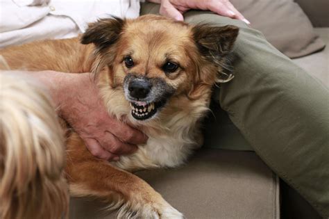 The Impact of Canine Aggression on Pet Owners