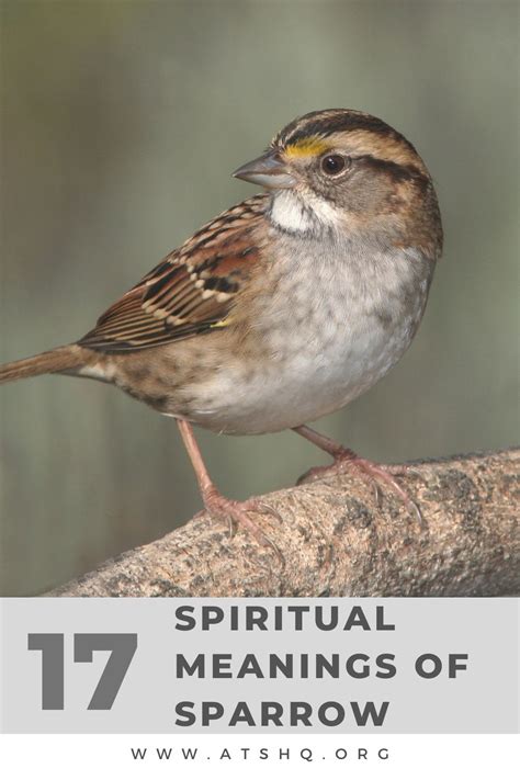 The Impact of Cultural Beliefs on Sparrow Dreams