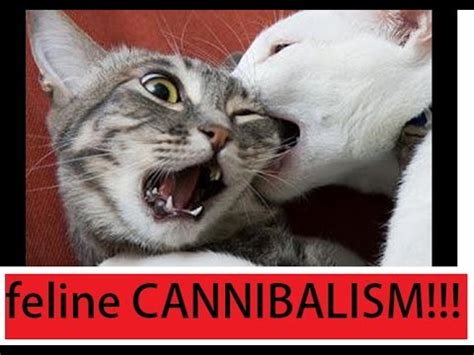 The Impact of Feline Cannibalistic Dreams
