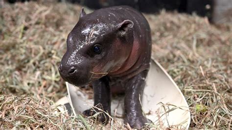 The Impact of Infant Hippo Dreams on Development: A Fascinating Traversal of Unconscious Explorations