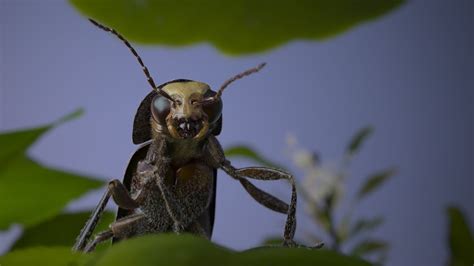 The Impact of Insect Visions on Your Emotional Well-being