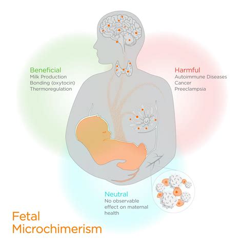 The Impact of Maternal Experiences on Fetal Dreams