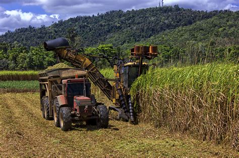 The Impact of Sugar Cane Production and Harvesting on the Environment