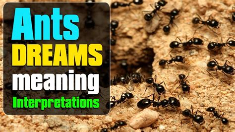 The Importance of Ants in the Interpretation of Dreams
