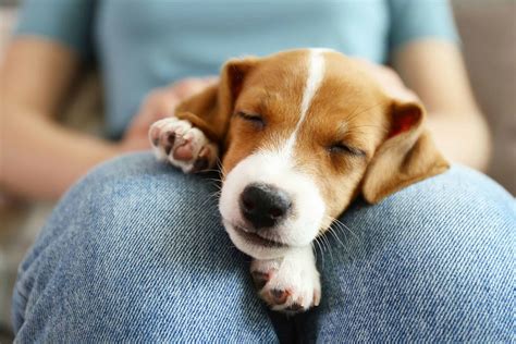 The Importance of Canines Fostering Through Nursing in Dreams
