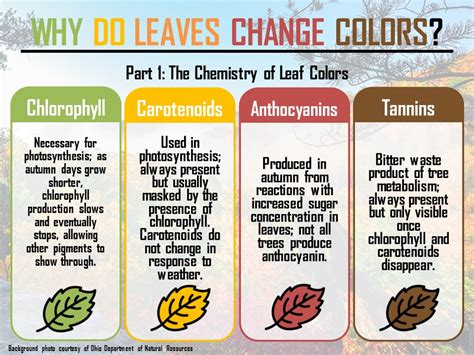 The Importance of Colors in Leaf Dreams