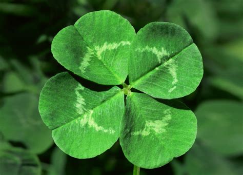 The Importance of Discovering a Clover with Four Leaves