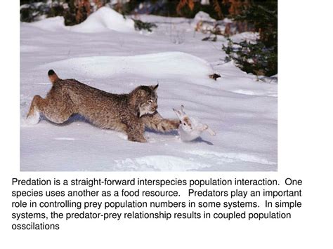 The Importance of Dreams in the Dynamics Between Predators and Prey