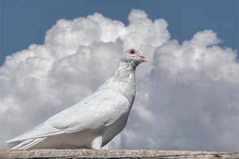 The Importance of Pigeons in Interpreting Dreams