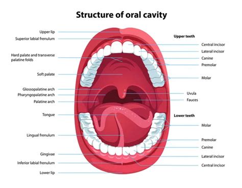 The Importance of a Clear Oral Cavity in Symbolic Representation