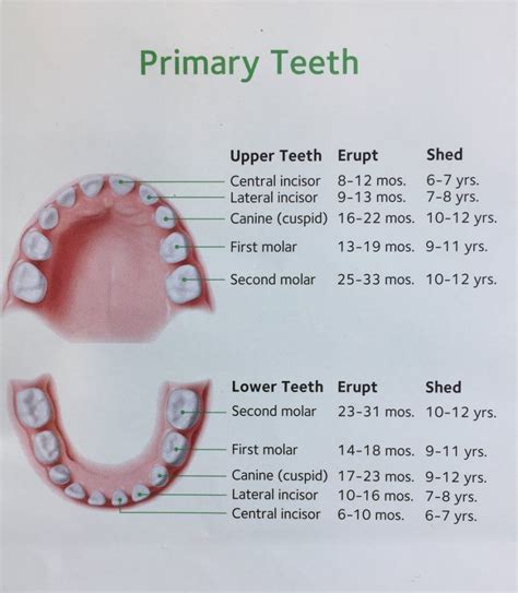 The Importance of a Newborn's Primary Dentition