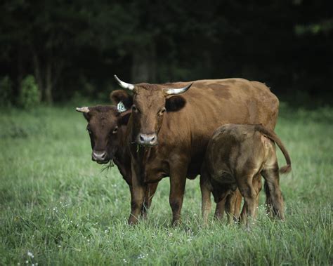 The Influence and Significance of Bovine Creatures in Dreamscapes