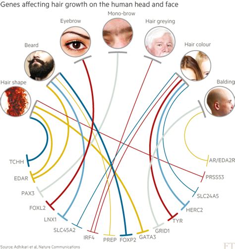 The Influence of Genetics on Hair Length and Texture