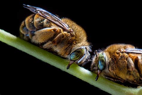 The Influence of Insect Dreams on the Quality of Sleep