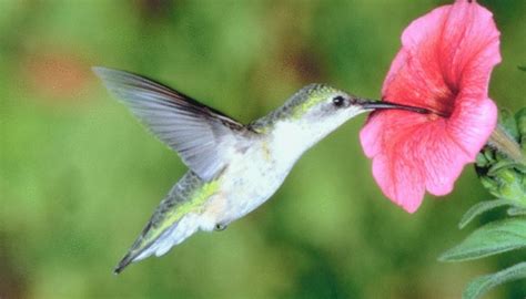 The Inspirational Message of the Hummingbird’s Damaged Wing