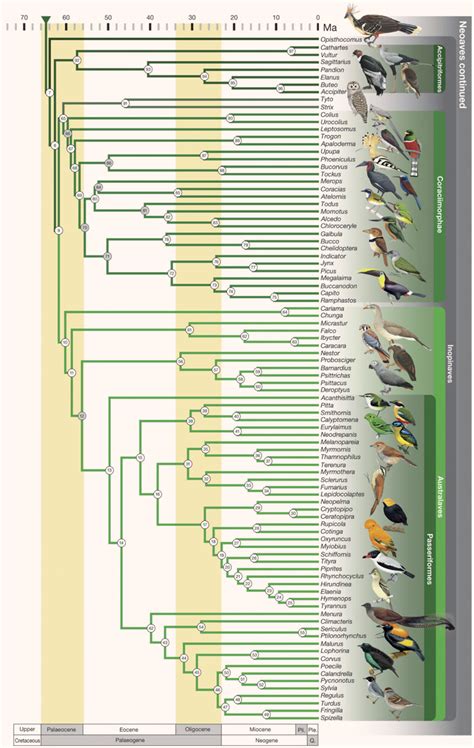 The Interconnection of Avian Life, Nature, and the Unveiling of Soul