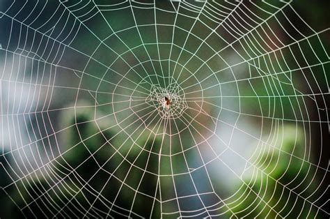 The Intricate Design and Symbolism of the Spider's Web