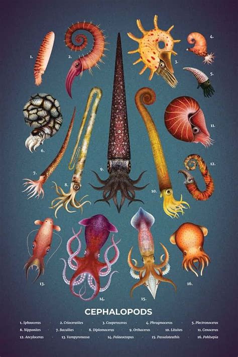 The Intricate Symbolism Behind the Mysterious Dark Cephalopod