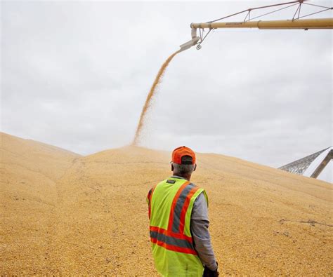 The Intrigue of Stockpiling Maize