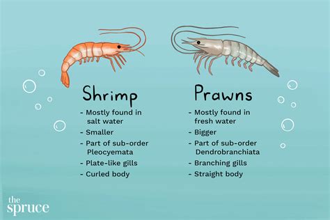 The Intriguing Behavior Patterns of Ebony Prawns