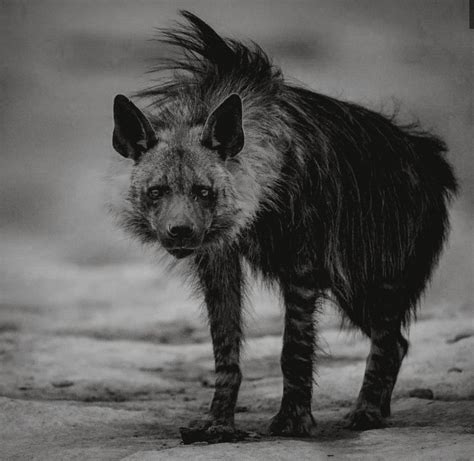 The Intriguing Behavior of Ebony Hyenas Unveiled