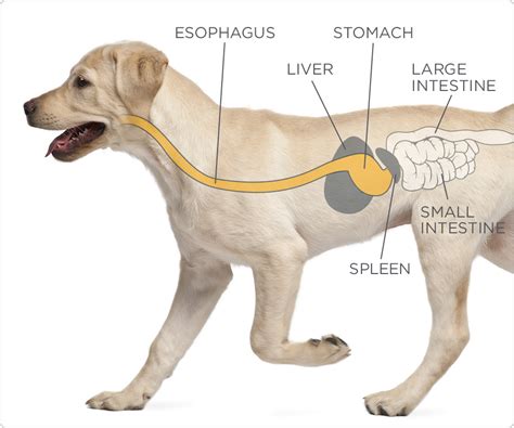 The Intriguing Psychology Behind Fantasizing about Canine Abdomens