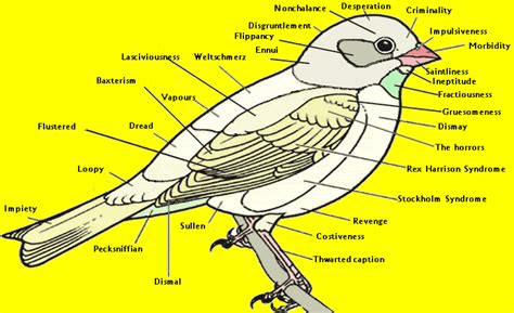 The Intriguing Realm of Avian Psychology
