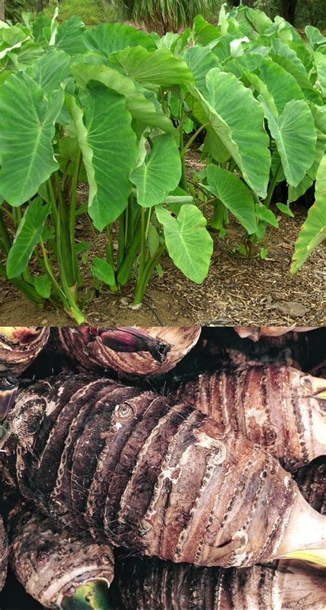 The Intriguing Saga of Cocoyam Cultivation