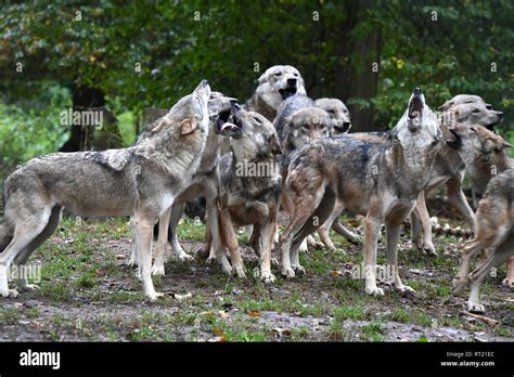 The Intriguing Significance behind Dreams of Pursuit by a Pack of Canine Predators 