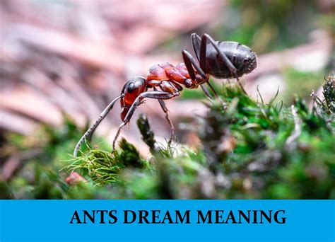 The Intriguing Significance of Ants in Dream Communications