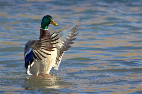 The Intriguing Symbolism of Ducks Engaging in Aquatic Movement