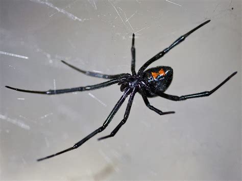 The Invasion of the Black Widow Spider