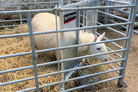 The Journey to Maturity: Overcoming the Hurdles of Lamb Growth