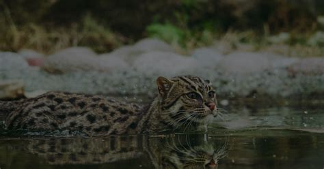 The Joyful Splendor of Aquatic Felines