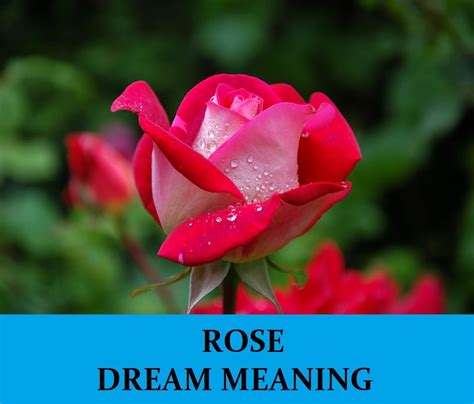 The Language of Dreams: Decoding the Emotions Captivated in Dreaming About Roses