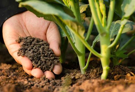 The Latest Advances in Harvesting Organic Fertilizer: A Look into the Revolutionary Techniques