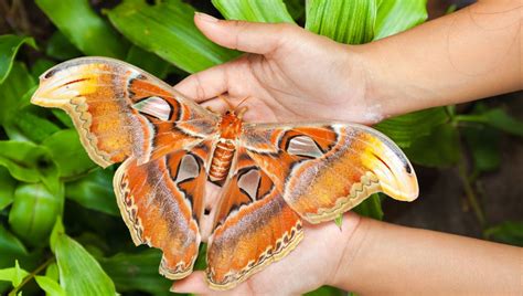 The Legend of the Enormous Moth: Real or Imaginary?