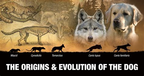 The Legendary Origins of Canines and Vulpines