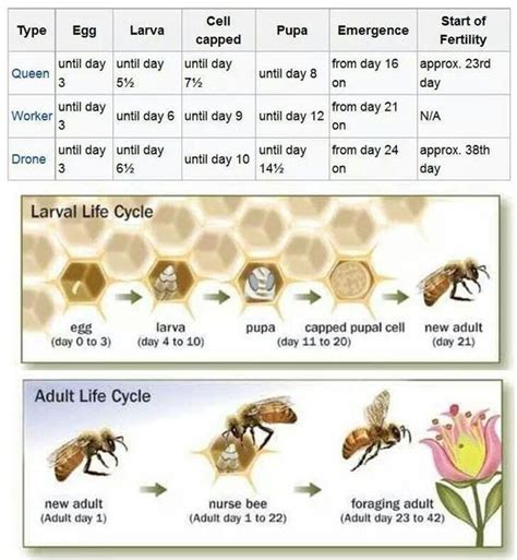 The Life Cycle of Apis Mellifera: From Egg to Adult